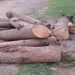 دستگیری عامل قطع درختان هیرکانی در نور