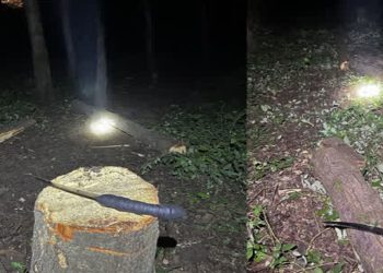 دستگیری متخلف قطع درختان جنگلی در قائمشهر