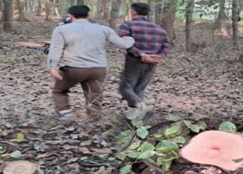 دستگیری متهم سابقه‌دار عامل قطع درختان جنگل الیمالات