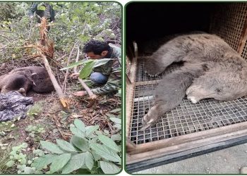 رهاسازی خرس قهوه‌ای گرفتار در تله در شهرستان آمل