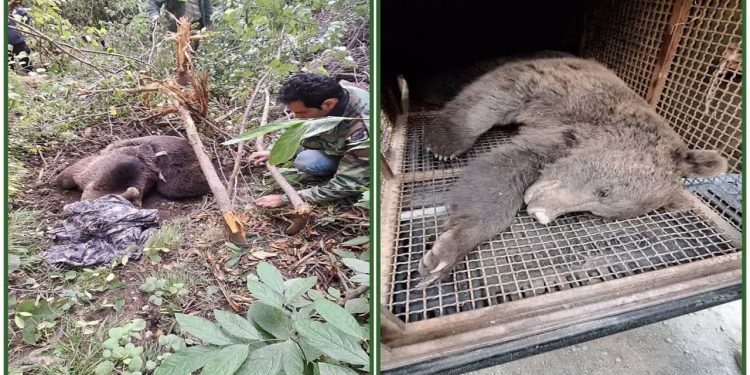 رهاسازی خرس قهوه‌ای گرفتار در تله در شهرستان آمل