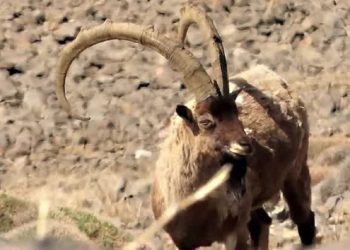 سلطان صخره‌ها از نمایی نزدیک