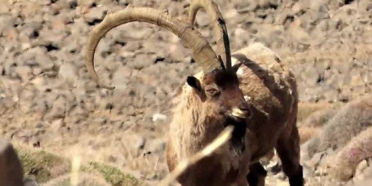 سلطان صخره‌ها از نمایی نزدیک