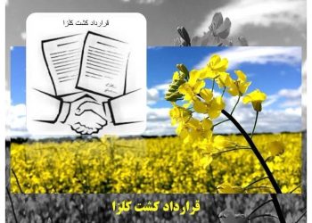 شروع کشت کلزا در ساری/ حمایت دولت از تولیدات کشاورزی