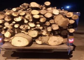شناسایی عامل قاچاق چوب گردو در شهرستان نور