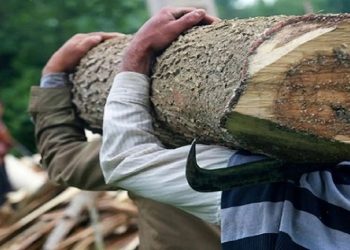 شناسایی ۳۰ باند سازمان یافته قاچاق چوب در مازندران