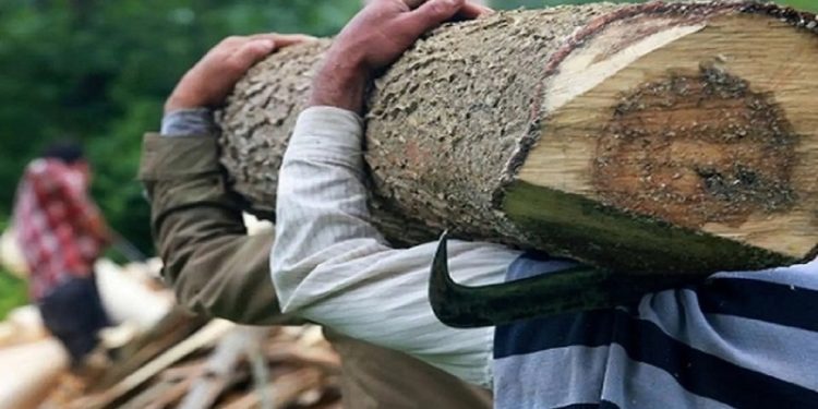 شناسایی ۳۰ باند سازمان یافته قاچاق چوب در مازندران