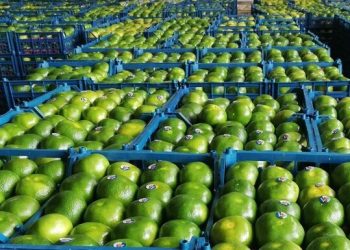 صادرات ۱۰‌هزار تن مرکبات مازندران به بازارهای جهانی در ۵۰۲ محموله