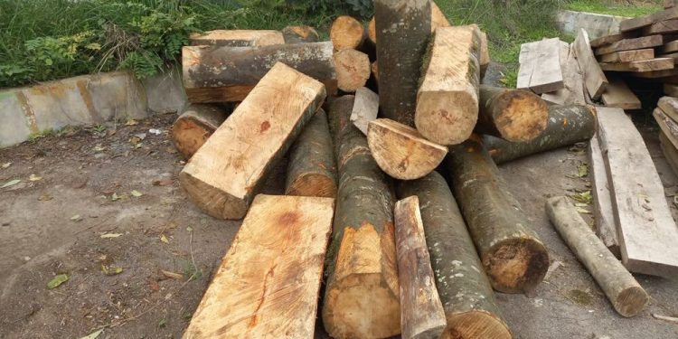 عامل قطع درختان جنگلی شهرستان همجوار در آمل بازداشت شد