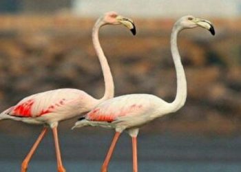 فلامینگو‌ها به بهشت پرندگان رسیدند