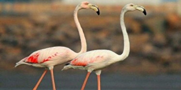 فلامینگو‌ها به بهشت پرندگان رسیدند