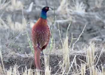 قابی زیبا از قرقاول خزری