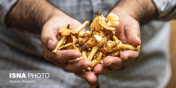 میاندرود پایتخت قارچ خوراکی «زردکیجا»