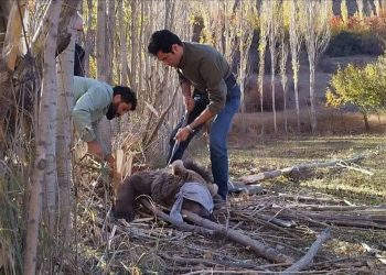 نجات توله خرس قهوه‌ای سه‌ساله در نور