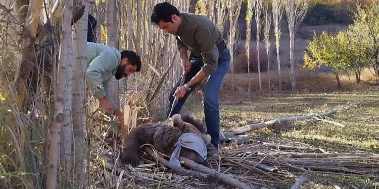 نجات توله خرس قهوه‌ای سه‌ساله در نور