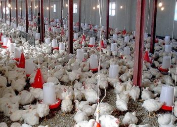 پایش مستمر واحد‌های پرورش مرغ گوشتی مازندران برای تنظیم بازار