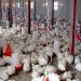 پایش مستمر واحد‌های پرورش مرغ گوشتی مازندران برای تنظیم بازار