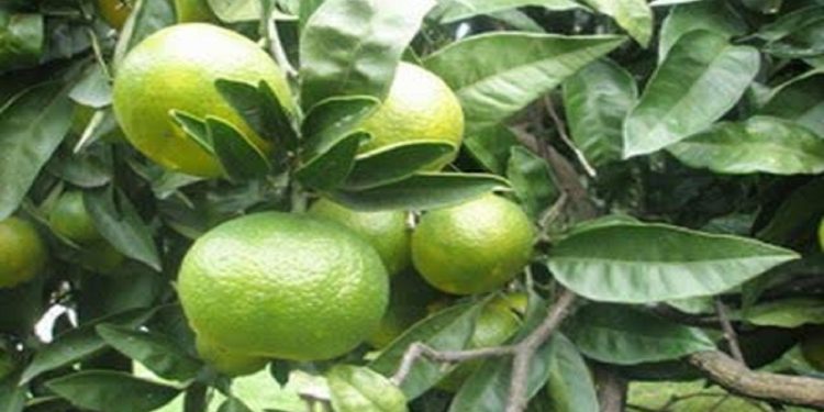 پیش بینی تولید بیش از ۳۶ هزار تن نارنگی در بابل
