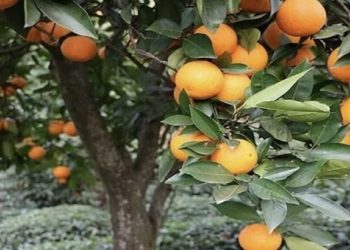 پیش‌بینی برداشت ٨٠ هزار تن مرکبات از باغات بهشهر