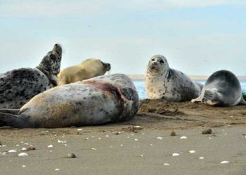 کشف لاشه یک فوک خزری در ساحل ساری؛ شمار تلفات به ۴۵ قلاده رسید