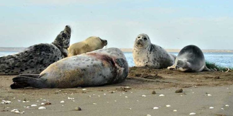 کشف لاشه یک فوک خزری در ساحل ساری؛ شمار تلفات به ۴۵ قلاده رسید