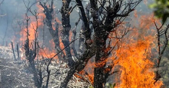 باقری: حریق در عرصههای جنگلی پروریجآباد ساری مهار شد