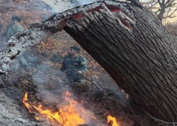 آتش دوباره در جنگل چالوس شعله‌ور شد