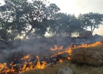 آتش‌افروز هیرکانی دستگیر شد