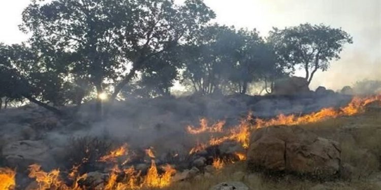 آتش‌افروز هیرکانی دستگیر شد