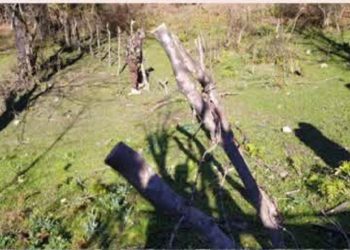 آزادسازی ۱۷۰۰ مترمربع از اراضی ملی در منطقه سوخته سرا سوادکوه