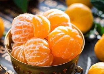 آغاز برداشت نارنگی‌های زودرس از باغات شهرستان نور؛ تولید ۷۵۰۰ تنی