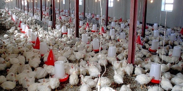 احتکار ۵۴ هزار کیلو گرم مرغ زنده؛ مرغدار متخلف ۷ میلیارد جریمه شد