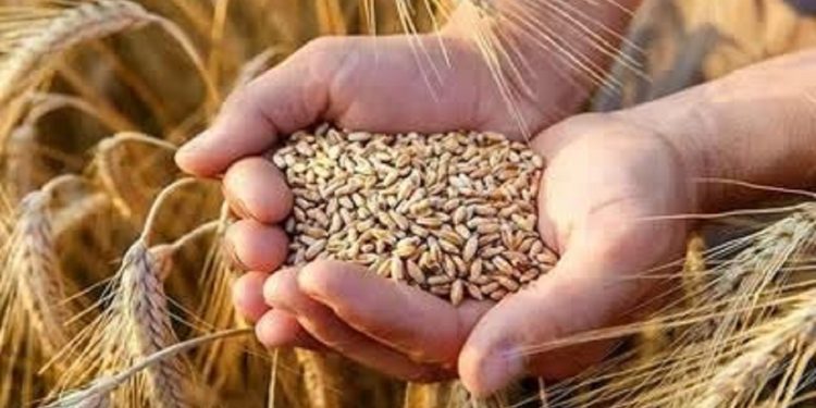 ادامه توزیع بذر گندم ؛ ۱۸۵ تن در میان کشاورزان میاندورود توزیع شد