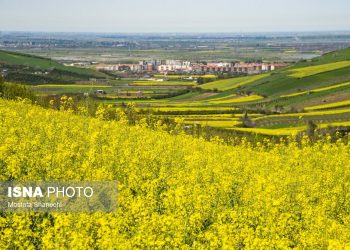 افزایش ۶۵ درصدی خرید کلزا از کشاورزان مازندرانی