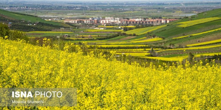 افزایش ۶۵ درصدی خرید کلزا از کشاورزان مازندرانی
