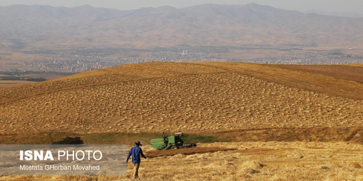 امکان شناسایی و تحلیل ماهواره‌ای سطح زیرکشت گندم در ۳ استان کشور