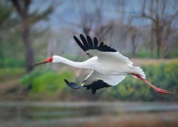 انقراض تلخ پرنده‌ای نایاب در ایران