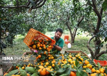 ایسنا - آغاز برداشت مرکبات