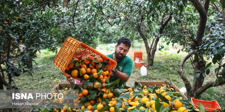 ایسنا - آغاز برداشت مرکبات