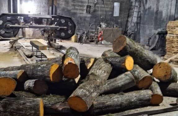 بازداشت قاچاقچیان چوب در آمل