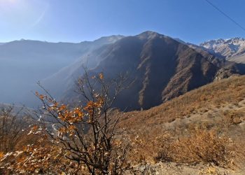 بازدید نمایندگان مجلس از مناطق آسیب‌دیده آتش‌سوزی جنگل‌های الیت