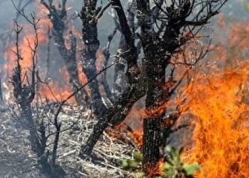 تحقیقات برای شناسایی عامل آتش‌سوزی الیت؛ برخورد عبرت آموز در انتظار خاطیان است