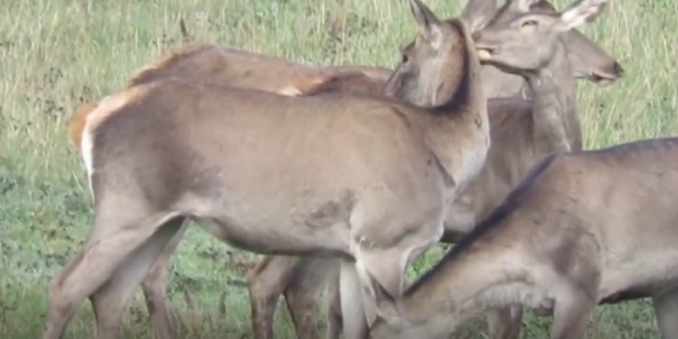 تصاویری از مرال‌های هیرکانی + فیلم