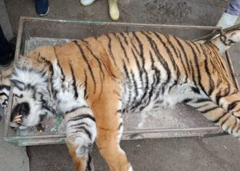 تلف شدن ببر «ونداد» در سافاری الیمالات / علت مرگ در دست بررسی