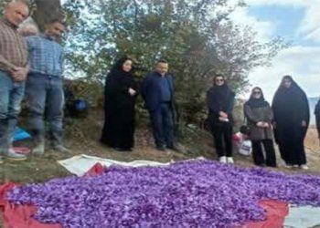 توسعه کشت طلای سرخ در بهشهر