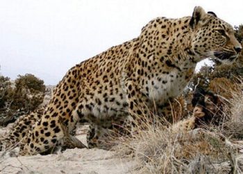 حمله پلنگ گرسنه به دام‌ها در کجور مازندران