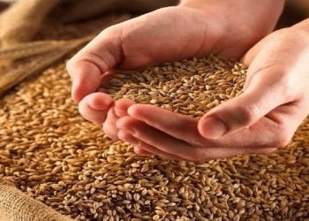 خبر خوش برای کشاورزان نور؛ آغاز توزیع گسترده بذر گندم
