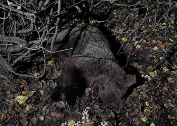 خرس قهوه‌ای در برخورد با قطار مسیر سوادکوه جان باخت