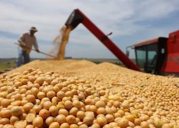 خرید تضمینی ۱۳۰۰ تن دانه روغنی سویا از کشاورزان نکایی