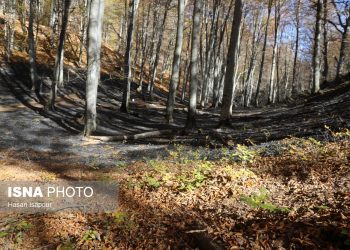 دستور شبانه دادستان آمل برای ممنوعیت اقامت شبانه گردشگران در جنگل‌ها